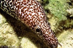 Love the eyes on this Spotted Moray. Night Dive, Bahamas.... by Mike Smith 